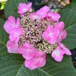 Twist-N-Shout Hydrangea Online Hot Sale