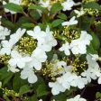 Summer Snowflake Viburnum Shrub on Sale