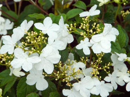 Summer Snowflake Viburnum Shrub on Sale