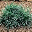 Ophiopogon Japonicus Mondo Grass Hot on Sale