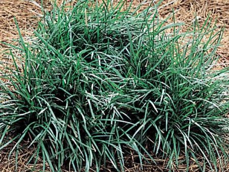 Ophiopogon Japonicus Mondo Grass Hot on Sale