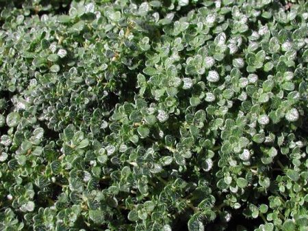 Thymus Serpyllum  Elfin  Thyme For Cheap