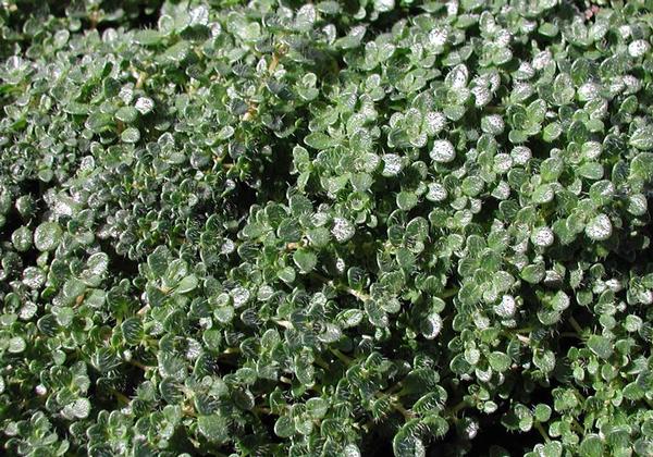 Thymus Serpyllum  Elfin  Thyme For Cheap