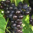 Venus Blue Black Seedless Grape Online now