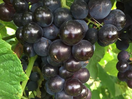 Venus Blue Black Seedless Grape Online now