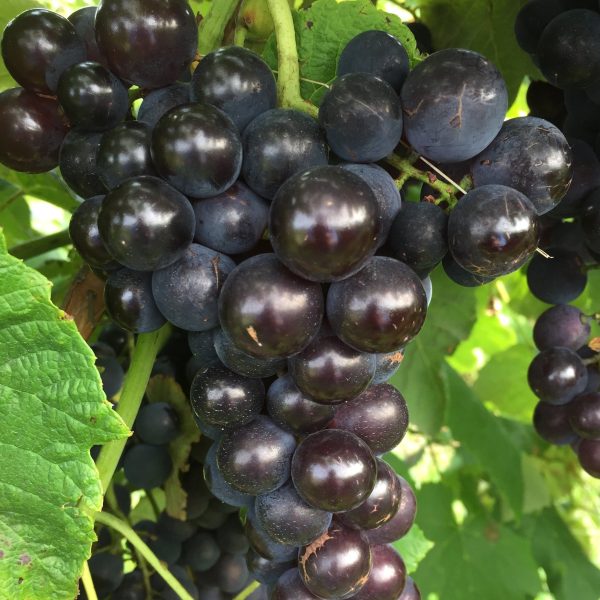 Venus Blue Black Seedless Grape Online now