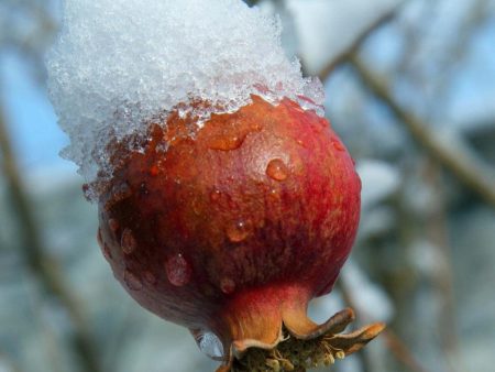 Surh-Anor Pomegranate - Cold Hardy Pomegranate Supply