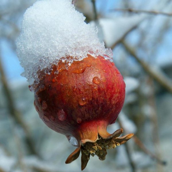 Surh-Anor Pomegranate - Cold Hardy Pomegranate Supply