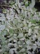 Variegated Japanese Kerria Online Hot Sale