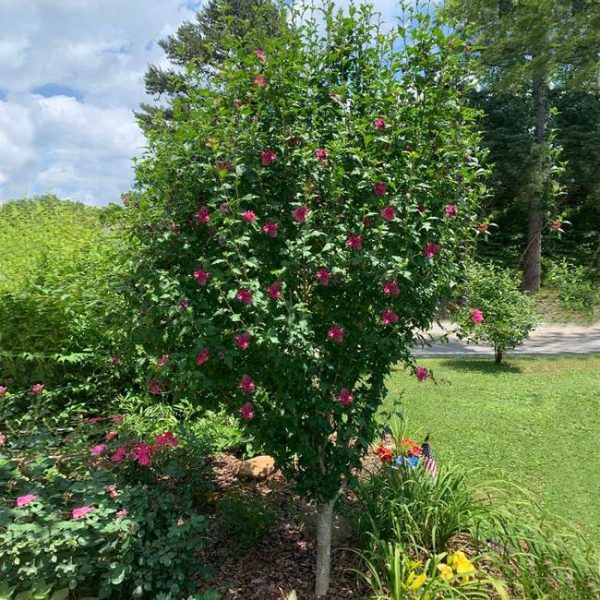 Variegated Althea Tree Online now