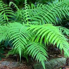 Thelypteris Kunthii Southern Shield Fern on Sale