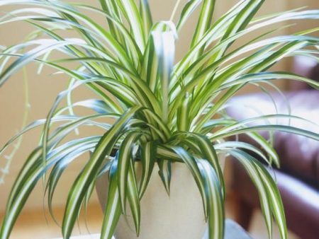 Spider Plant Online Sale