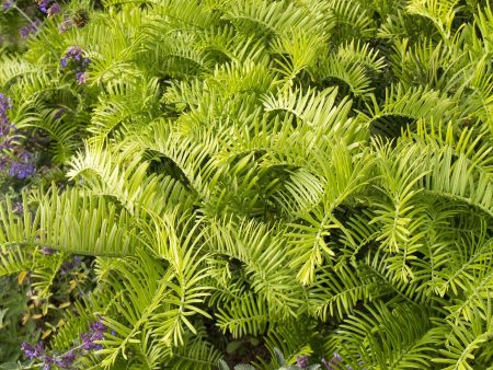 Cephalotaxus Prostrata Creeping Yew Fashion