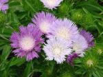 Stokesia Laevis Color Wheel Discount