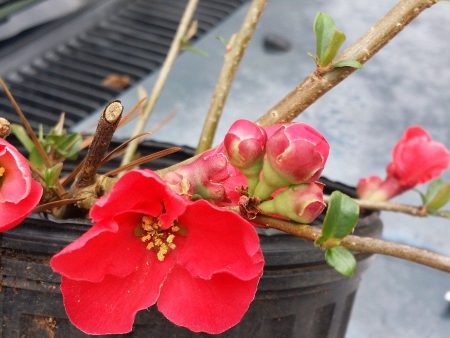 Spitfire Flowering Quince Online Hot Sale