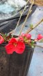 Spitfire Flowering Quince Online Hot Sale