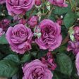 Sunbelt Plum Perfect Rose Online now