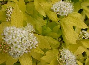 Spiraea White Gold Online now