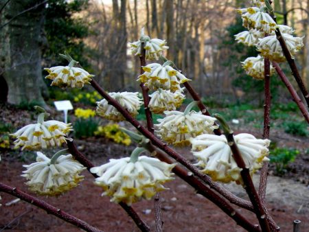 Edgeworthia - Extremely Fragrant, Winter blooming Online now