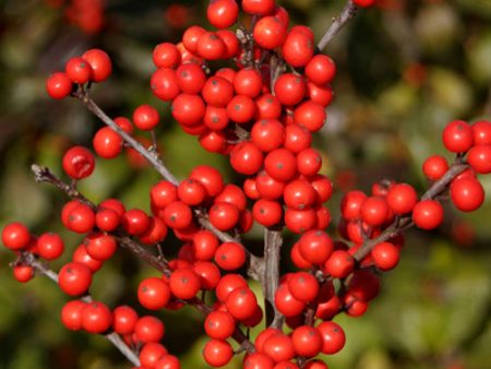 Winter Red Winterberry Holly is The Cold Hardiest of All Holly Varieties. on Sale