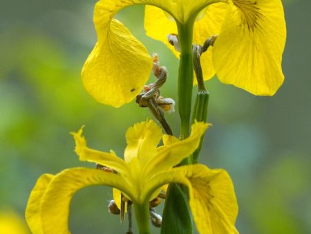 Yellow iris Supply