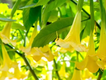 Yellow Angel Trumpet Discount