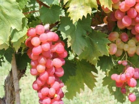 Victoria Red Grape on Sale