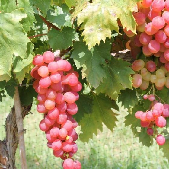 Victoria Red Grape on Sale