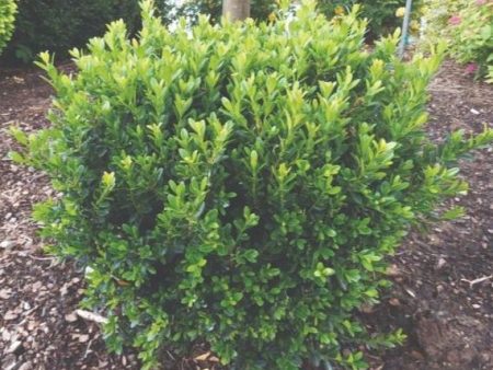 Baby Jade Boxwood Online Hot Sale