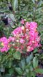 Sweetheart Dazzle Crape Myrtle For Sale