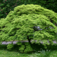 Waterfall Japanese Maple Online Hot Sale