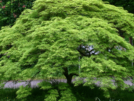 Waterfall Japanese Maple Online Hot Sale