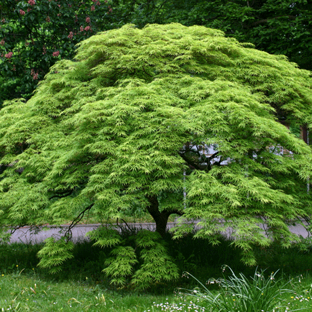 Waterfall Japanese Maple Online Hot Sale