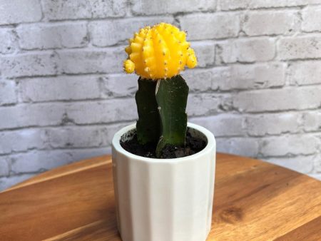 Yellow Cactus Discount