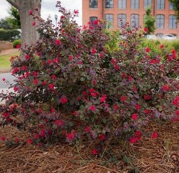 Loropetalum Ever Red Hot on Sale