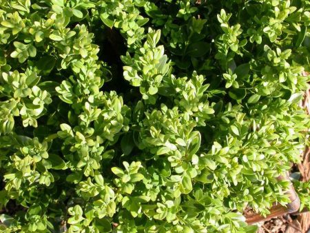 Green Velvet Boxwood on Sale