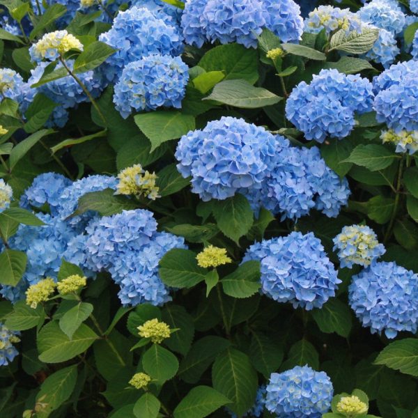 Summer Times Blue Hydrangea Online