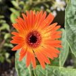 Gerbera Garvinea Sweet Sunset Daisy Online Sale