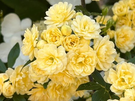 Yellow Lady Banks Rose Discount