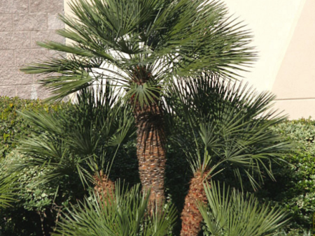 European Fan Palm Online