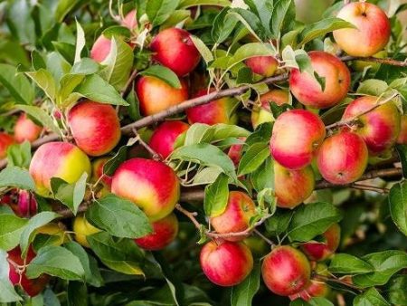 Yates Apple Tree Online Sale