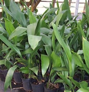 Aspidistra Elatior Cast Iron Plant Sale