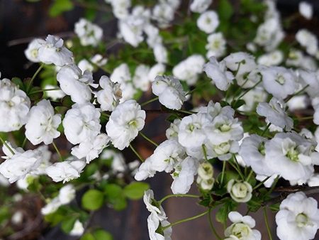 Spirea Prunifolia For Sale