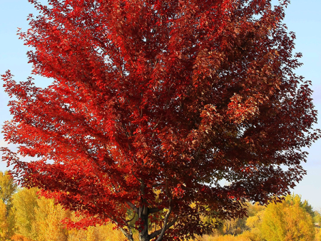 Sun Valley Red Maple Online Sale