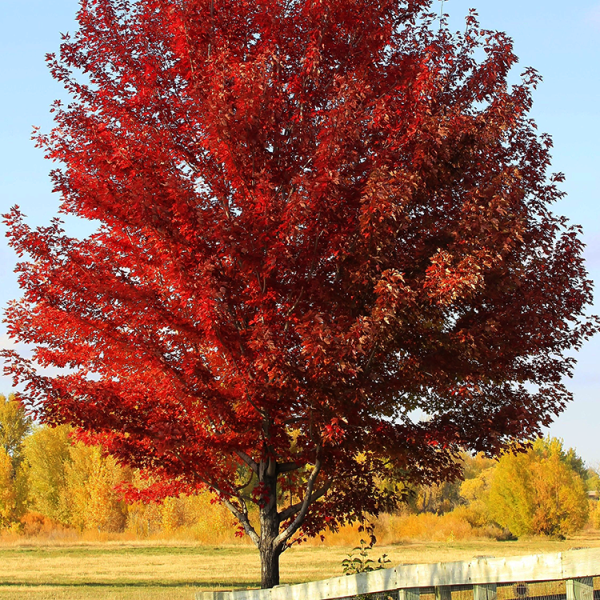 Sun Valley Red Maple Online Sale