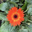 Gerbera Garvinea Sweet Sunset Daisy Online Sale