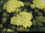 Achillea Millefolium Sunny Seduction Yarrow Fashion