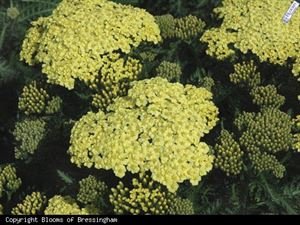 Achillea Millefolium Sunny Seduction Yarrow Fashion