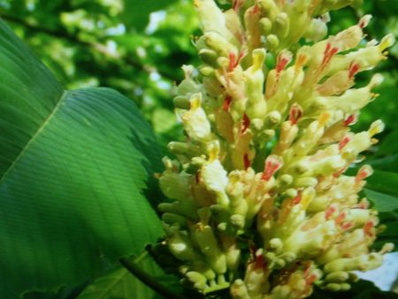 Yellow Buckeye Discount