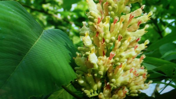 Yellow Buckeye Discount